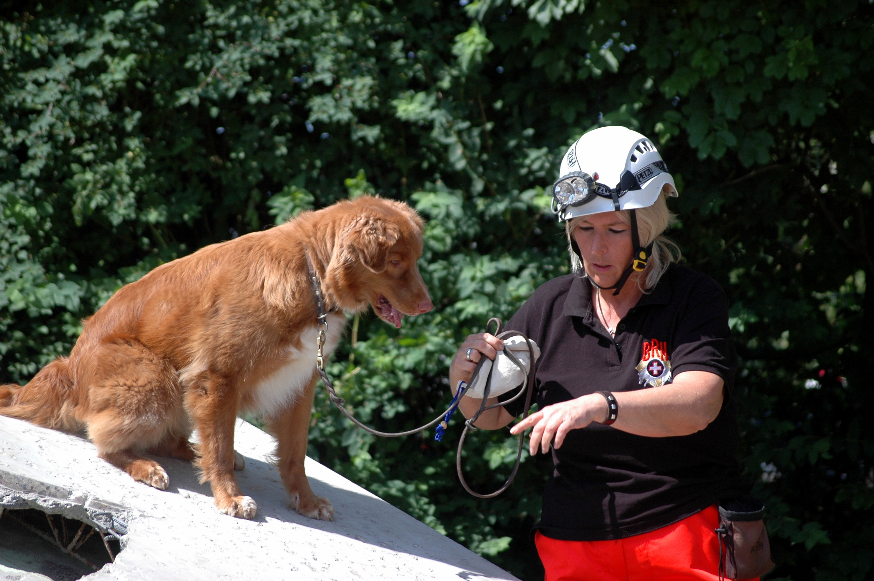 loki rescue dog